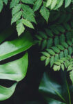 green_leaves